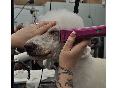 Back to Poodle Basics